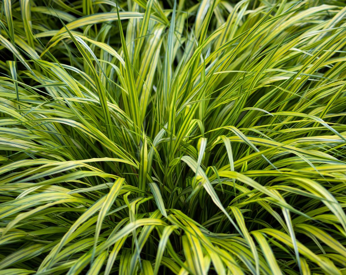 Hakonechloa - herbe du Japon