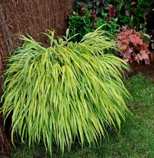 Hakonechloa - herbe japonaise