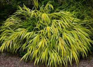 Herbe du Japon - Hakonechloa