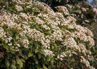 Plantation du Laurier tin