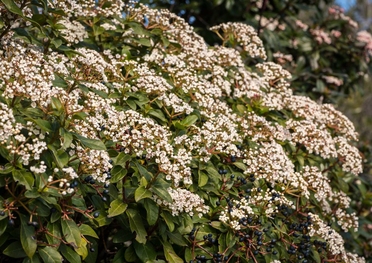 Laurier tin - Viburnum tinus