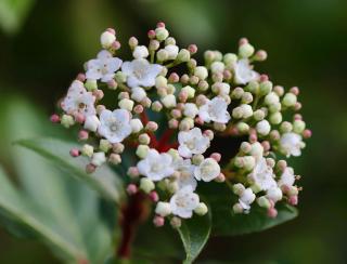 Laurier tin en fleur