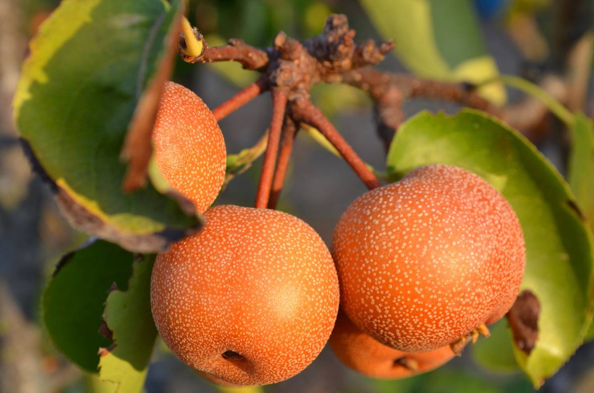 Nashi -Poire du Japon