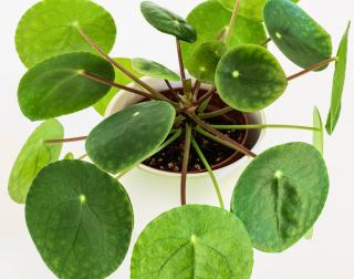 Pilea Peperomioides - plante a monnaie chinoise