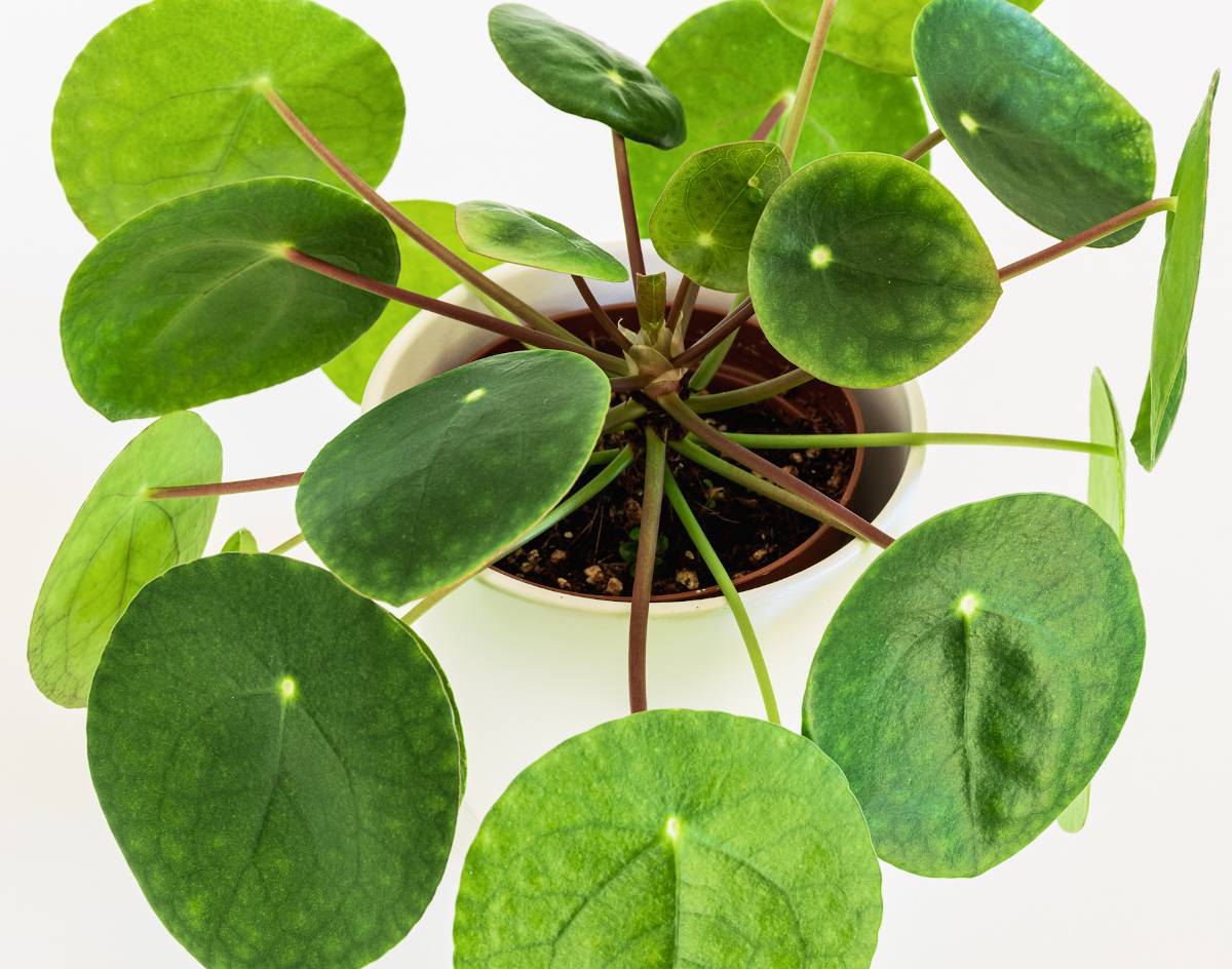 Conseils pour planter un pilea