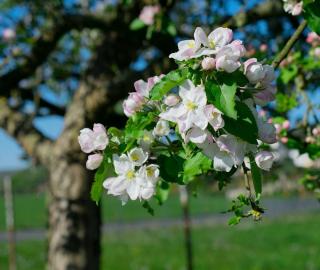 Plantation Pommier du Japon - Pommier japonais