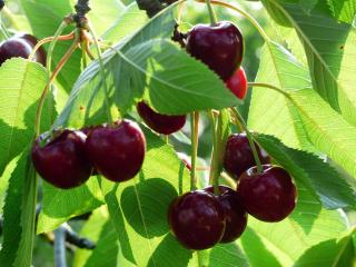Plantation cerisier fruitier