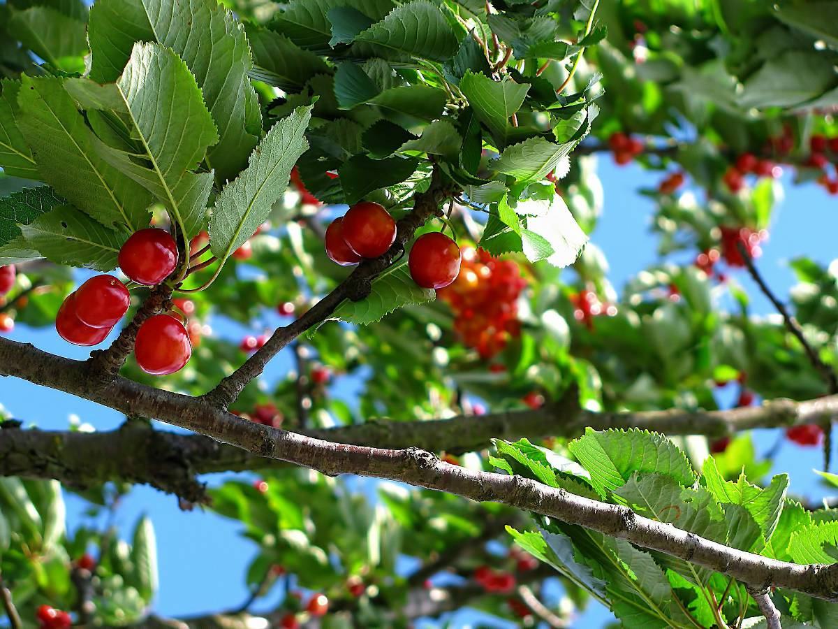 Plantation cerisier