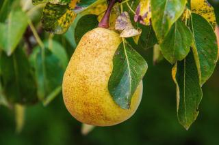 Poire William’s Bon Chrétien