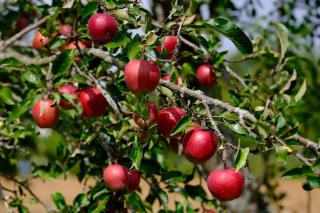 Récolte des pommes