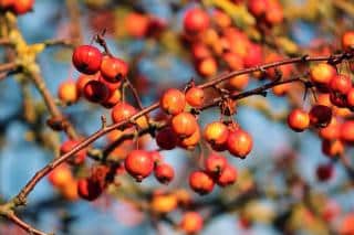 Pommier du Japon - Pommier japonais - fruit comestible