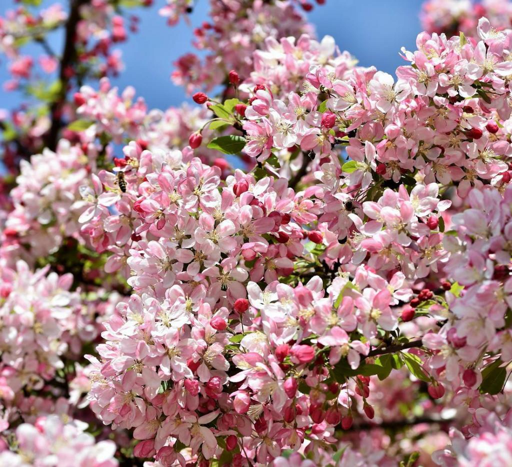 Pommier du Japon - malus floribunda