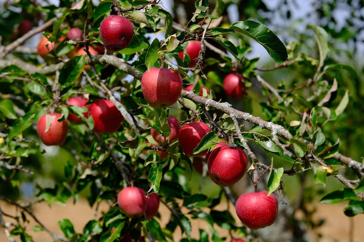 Les pommes, en voilà pour tout l'automne - Programme Malin