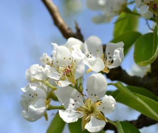 Pyrus pyraster - poirier sauvage