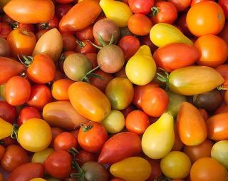 Recolte Tomate Torino