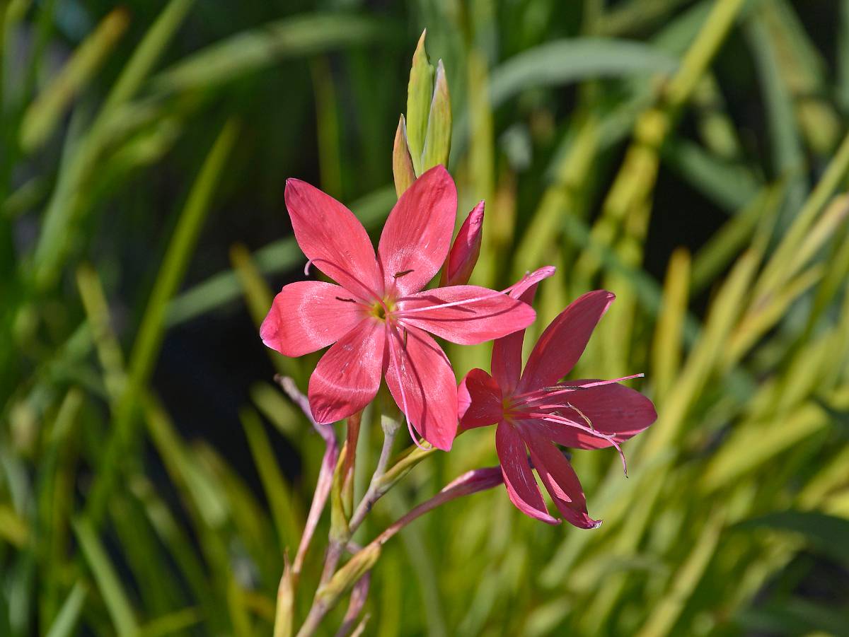 Schizostylis - lis des cafres