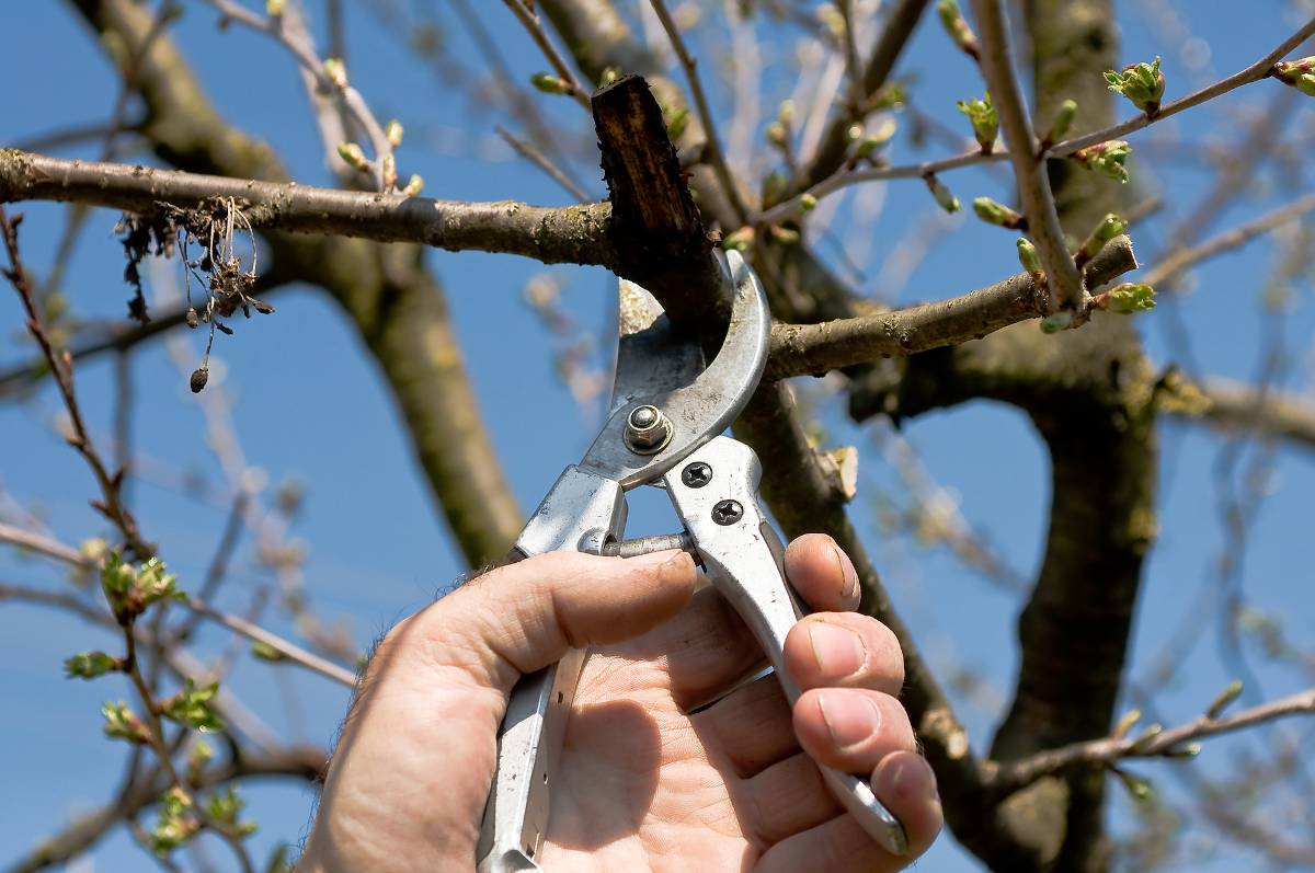 Taille du cerisier : pourquoi, quand et comment tailler ...