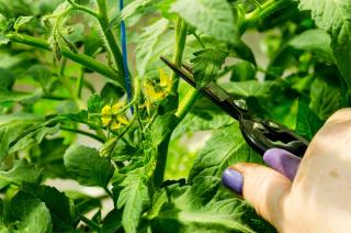 Taille tomate