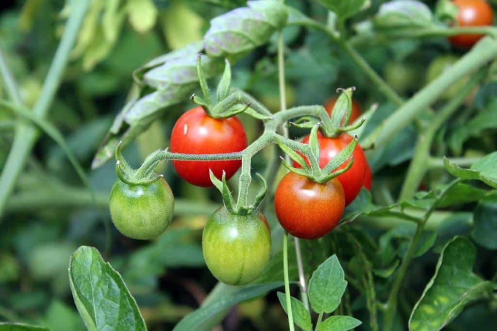 Taille tomate cerise