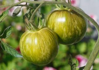 Tomate Green Zebra