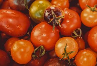 Tomate Torino lycopène