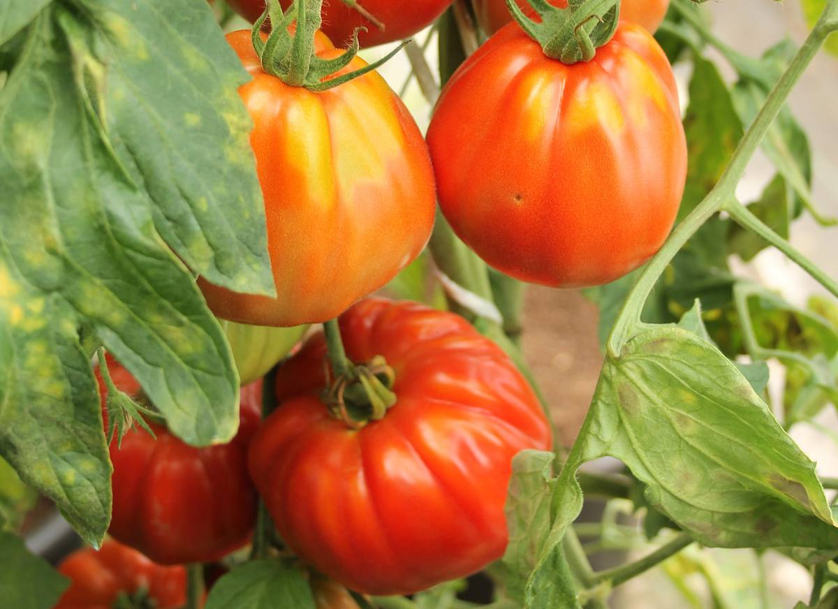 500 G De Tomates Combien De Tomates Tomates sans pépins : variétés et culture – Jardiner Malin