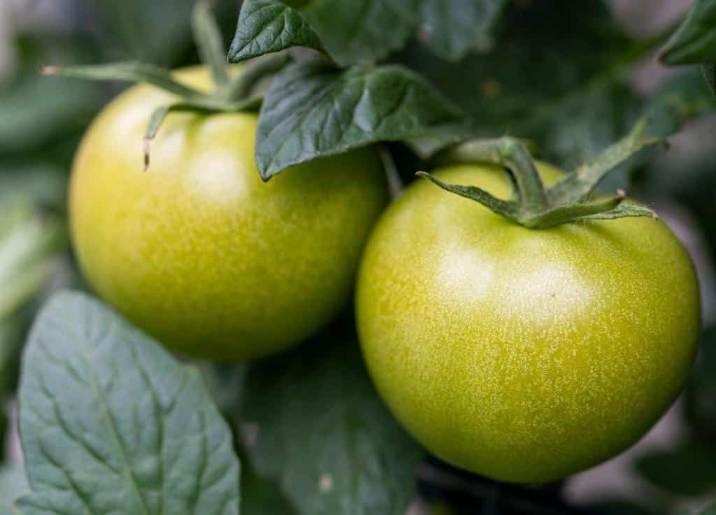 Tomate verte comestible ou toxique