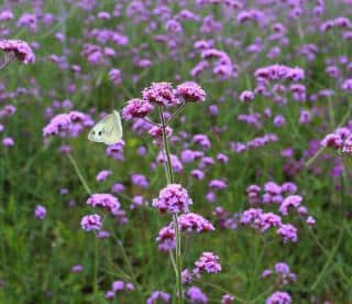 Verveine de buenos aires - Verbena bonariensis