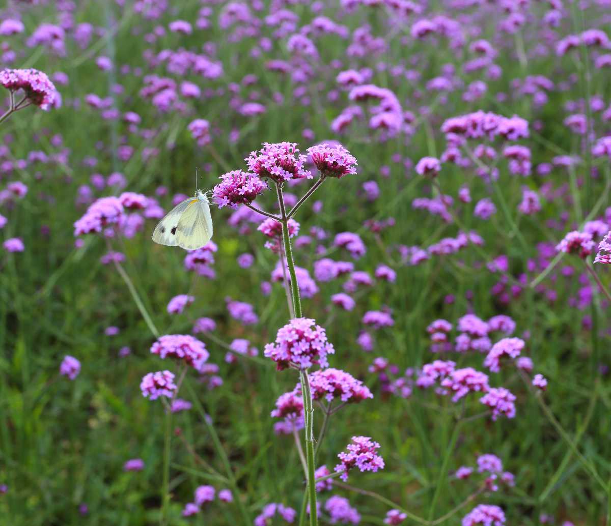 Verveine de buenos aires - Verbena bonariensis