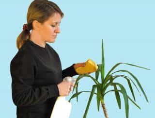 Comment nettoyer les feuilles du yucca ?