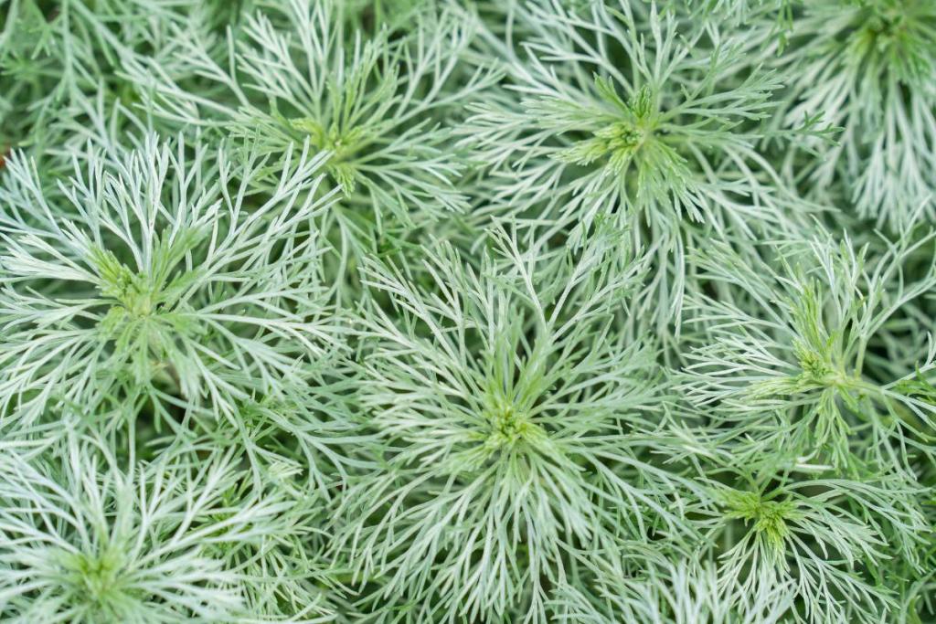 absinthe naine de Schmidt artemisia