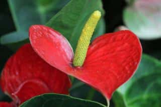 anthurium fleur