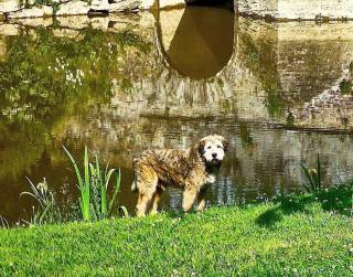 baignade chien cyanobacterie danger