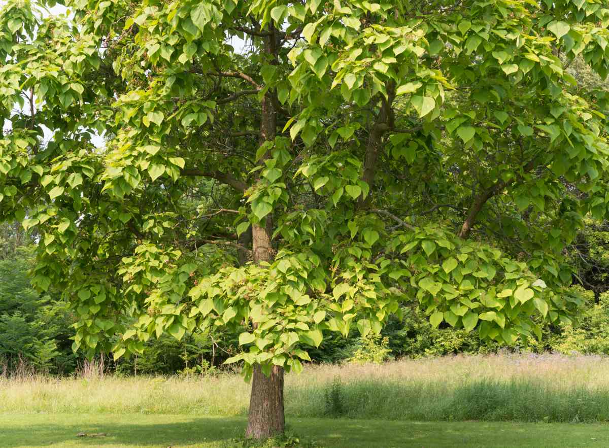 catalpa