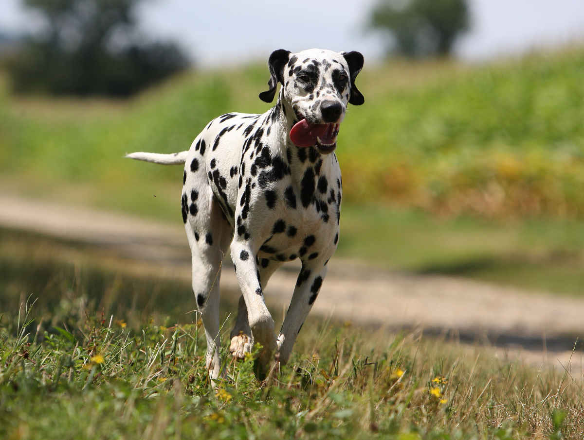 chien qui fugue solutions