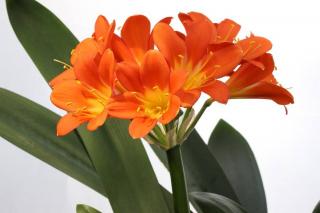 clivia plante fleur