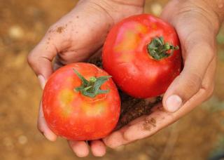 comment cueillir les tomates