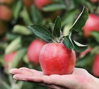 comment savoir quand recolter une pomme