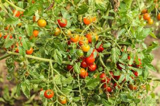 cultiver tomate sans taille