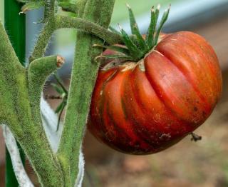 culture Tomate sans pepin cultiver