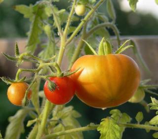 culture tomate fruit legume potager