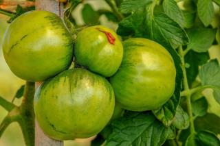 entretien Tomate Green Zebra