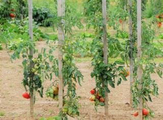 étêter tomate