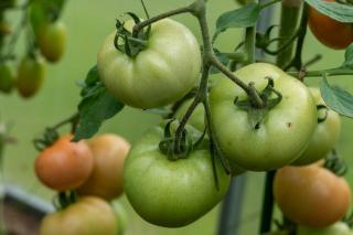 faire rougir tomate verte