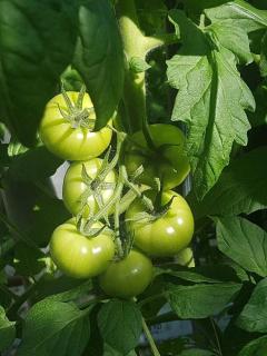 faut il enlever supprimer gourmand tomate