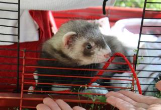 furet cage