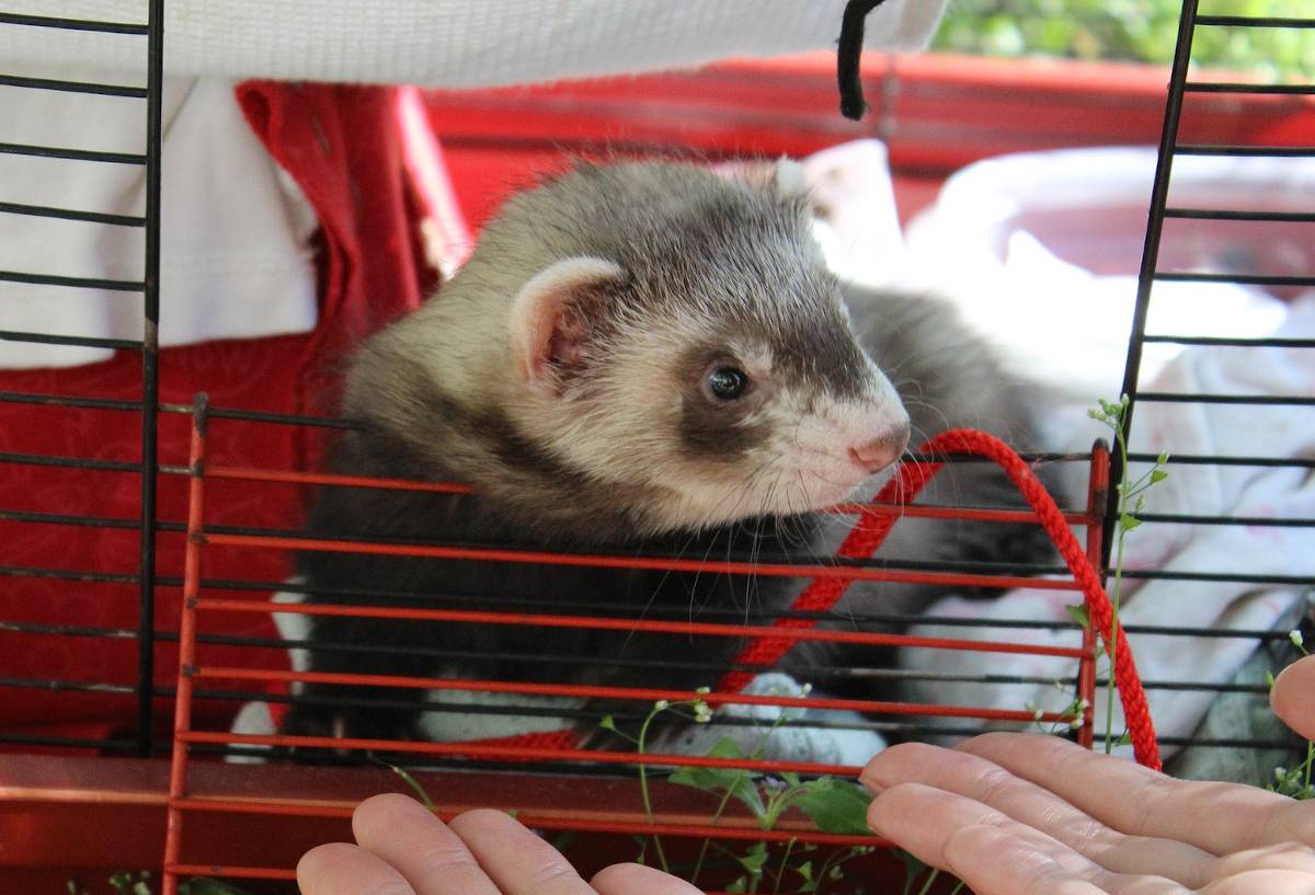 Furet domestique : 6 choses à savoir absoulement pour en prendre soin