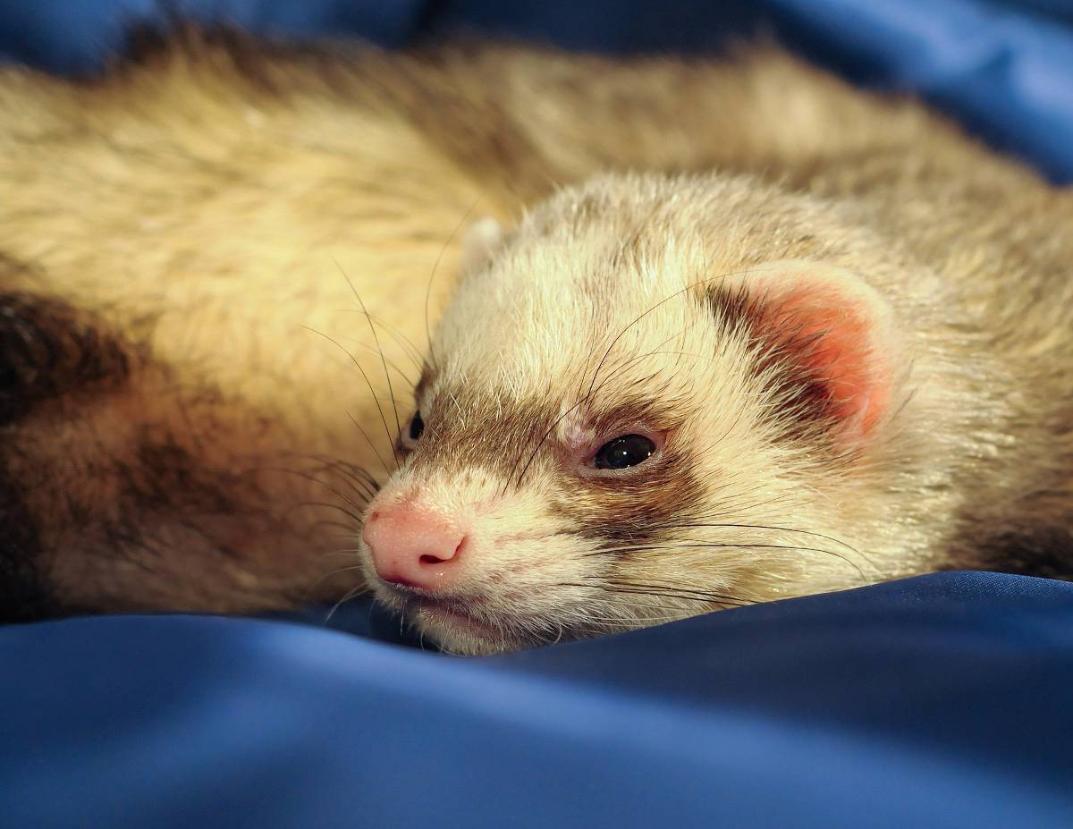 furet domestique