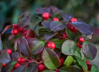gaultherie couchee - Gaultheria procumbens