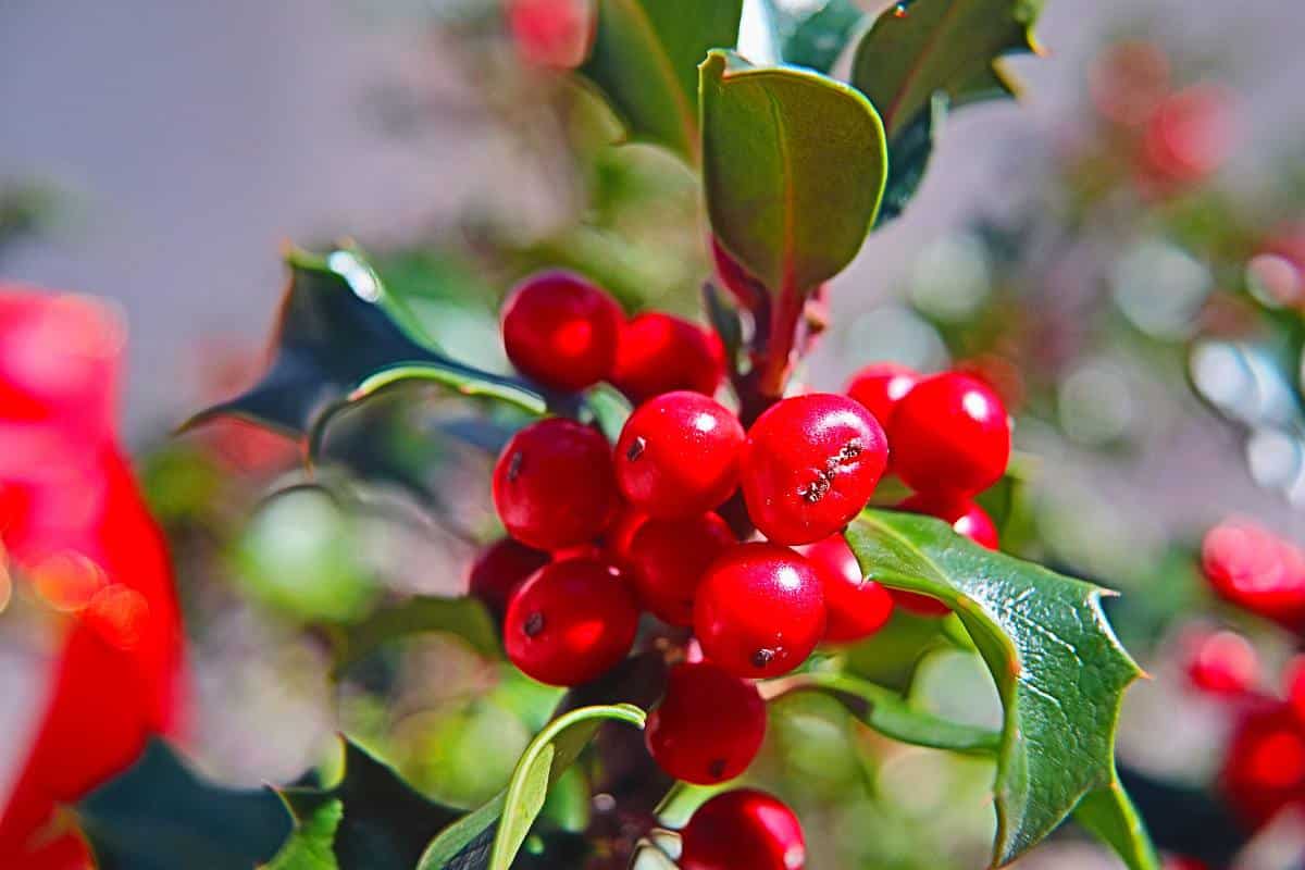 houx ilex